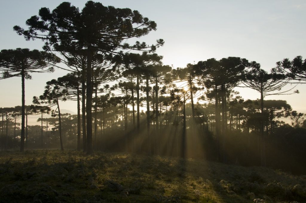 Sustentabilidade: Prefeitura de Cascavel vai plantar 10 mil mudas de araucárias