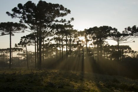Sustentabilidade: Prefeitura de Cascavel vai plantar 10 mil mudas de araucárias
