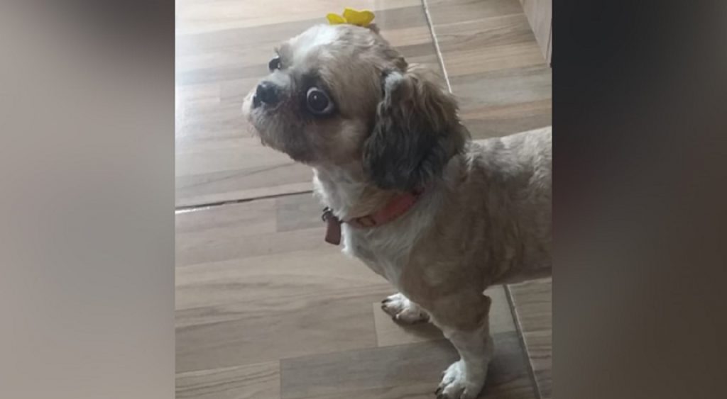 Internauta procura por cachorrinha que sumiu na região do Bairro Florais do Paraná