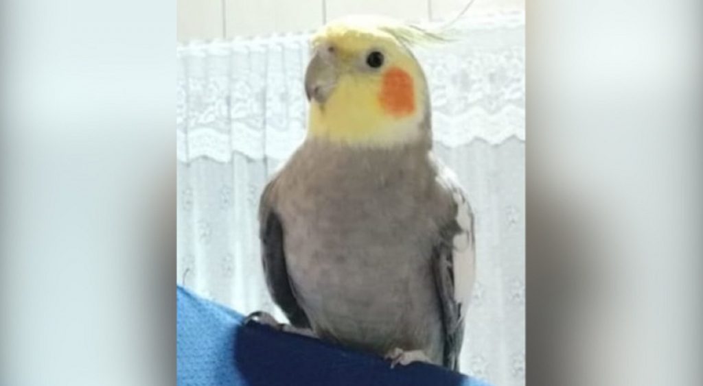 Internauta procura por calopsita que fugiu de um imóvel na região central de Cascavel