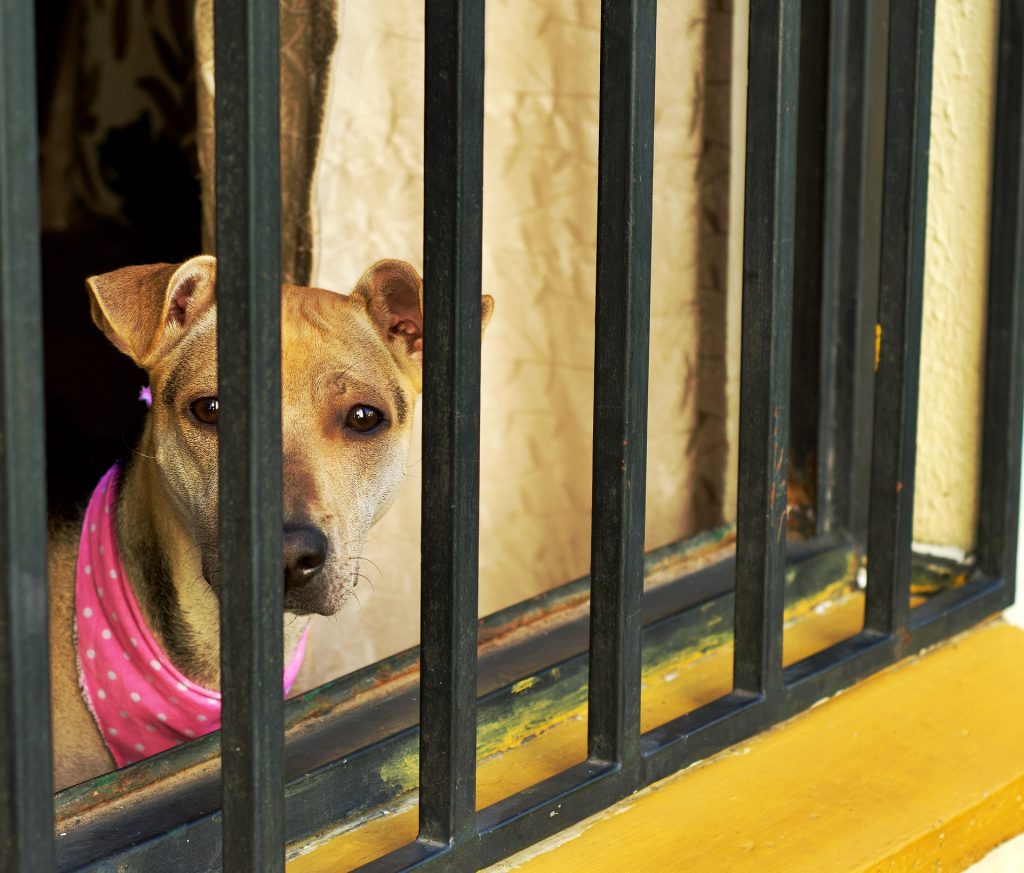 Agressores serão obrigados a arcar com despesas veterinárias de animais vítimas de maus-tratos