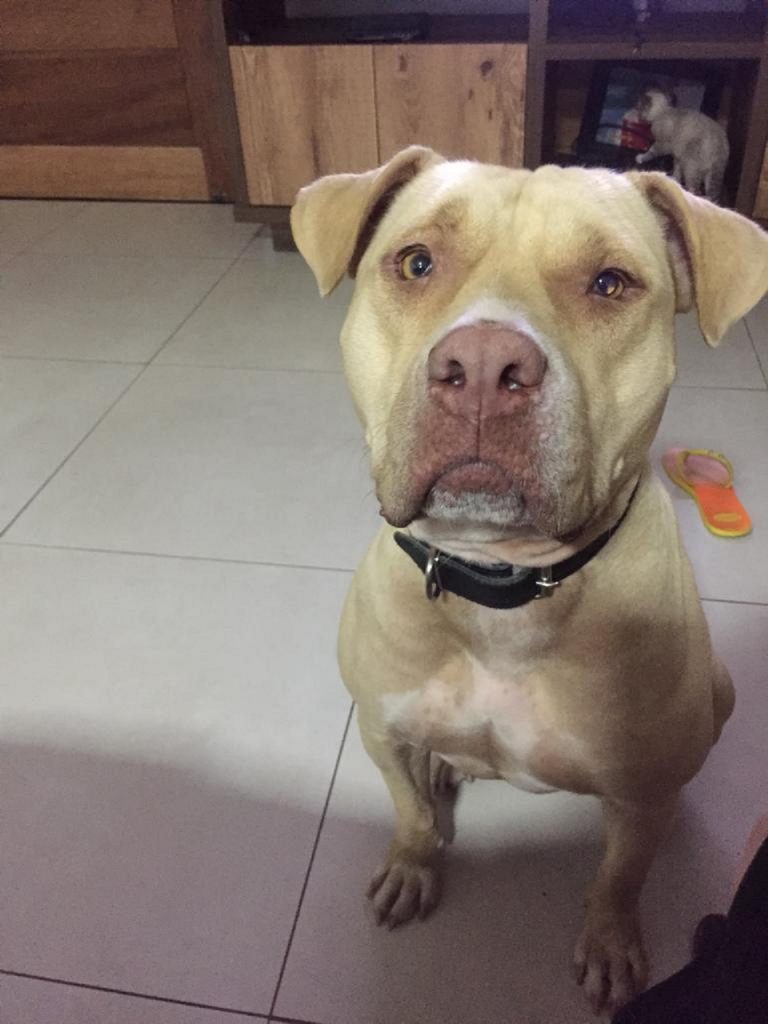 Pit Bull Jey sumiu no São Cristóvão