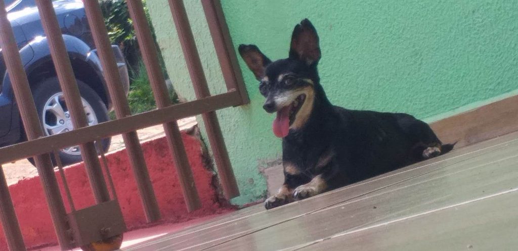 Lilica sumiu no São Cristóvão