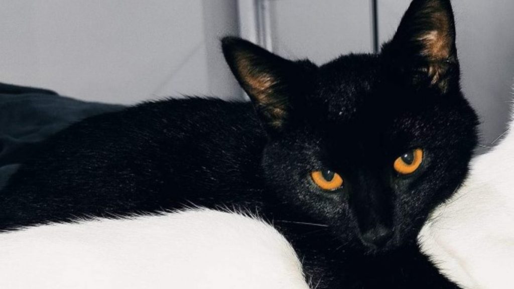 Internauta está a procura de seu gato que fugiu no Maria Luiza