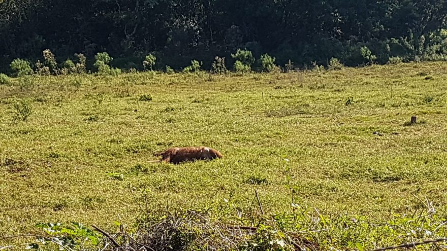 Moradores reclamam de cavalo que está morto há dias em gramado no Cascavel Velho
