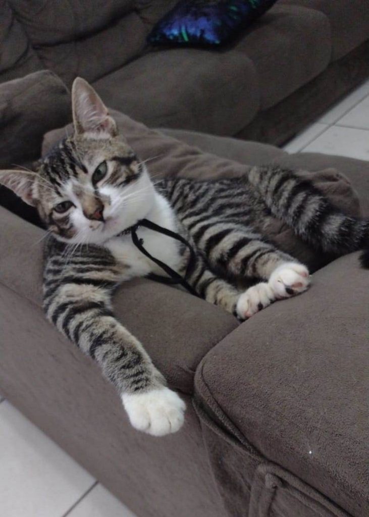 Gatinho sumiu perto do Canário