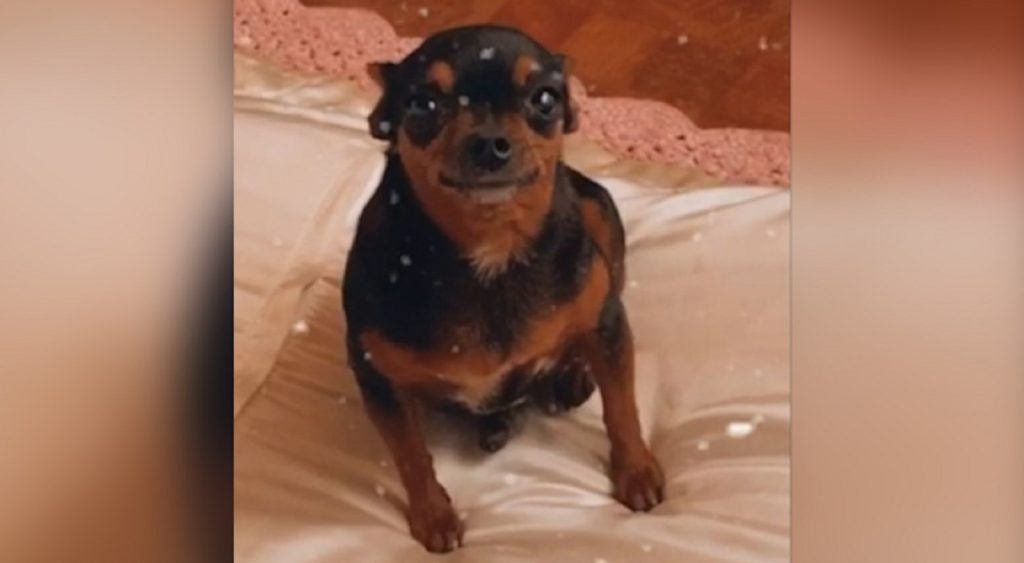 Internauta procura por cachorrinha que sumiu Internauta procura por cachorrinha que sumiu
