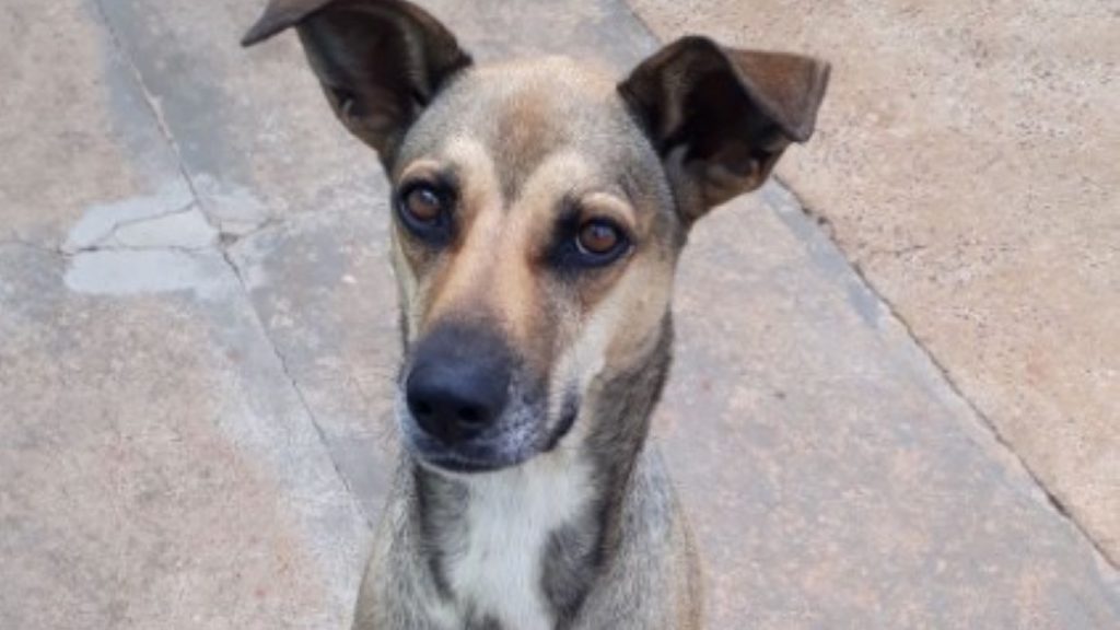 Cachorrinha Amora está perdida nas proximidades do Esmeralda