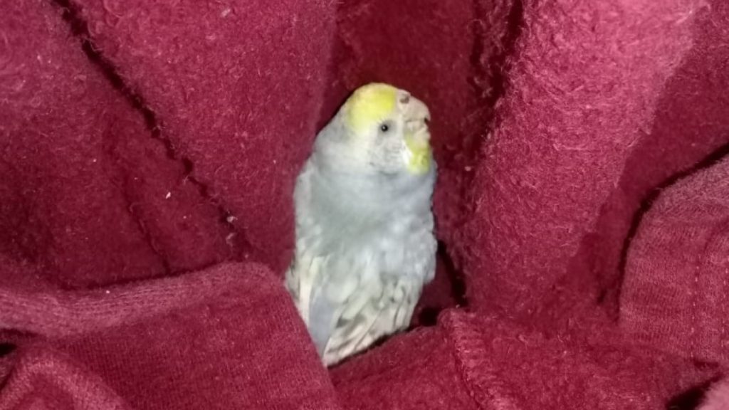 Calopsita foi encontrada na Rua Marechal C. Rondon, no Centro