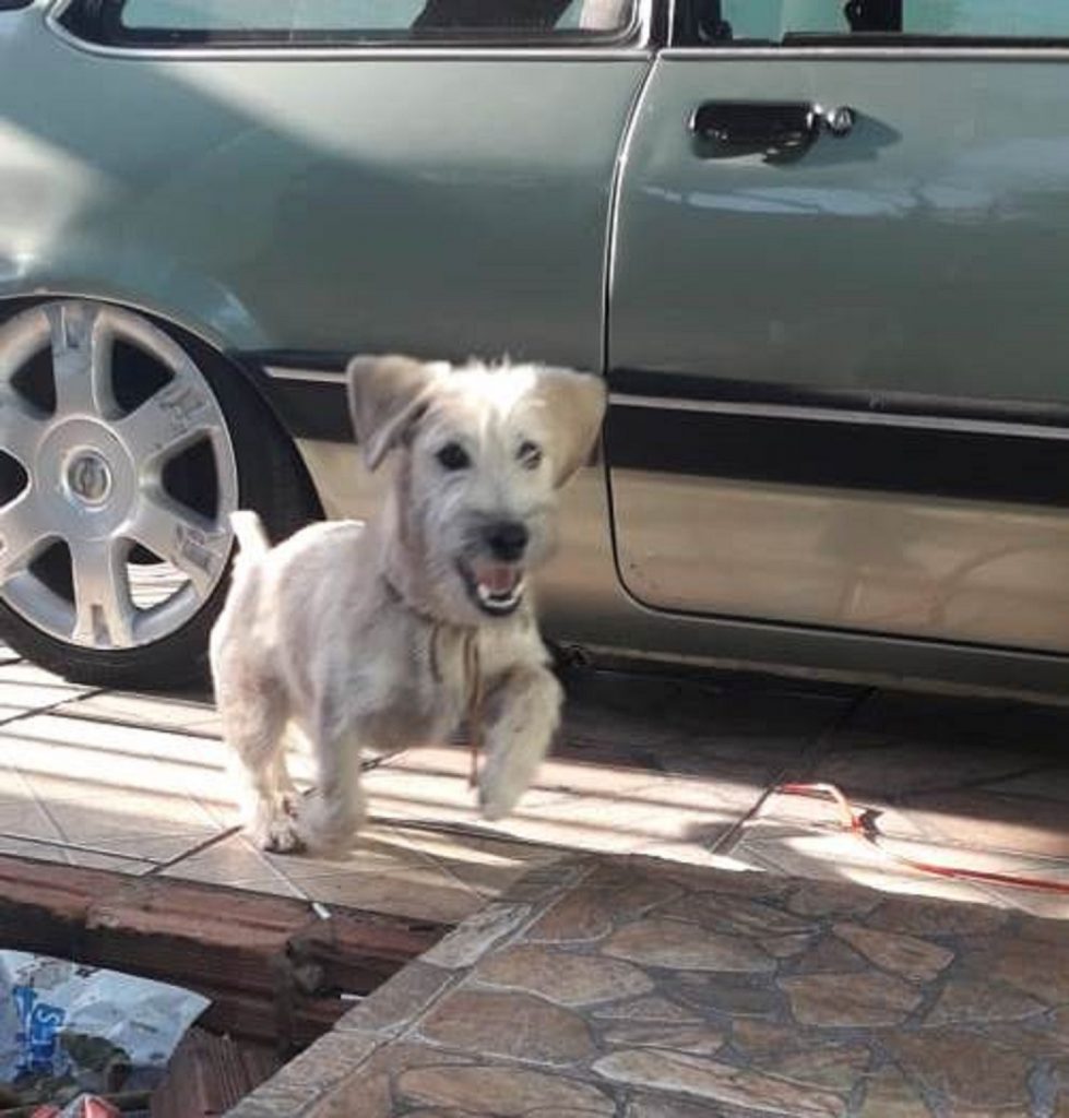 Cachorro sumiu perto do Parque Tarquínio