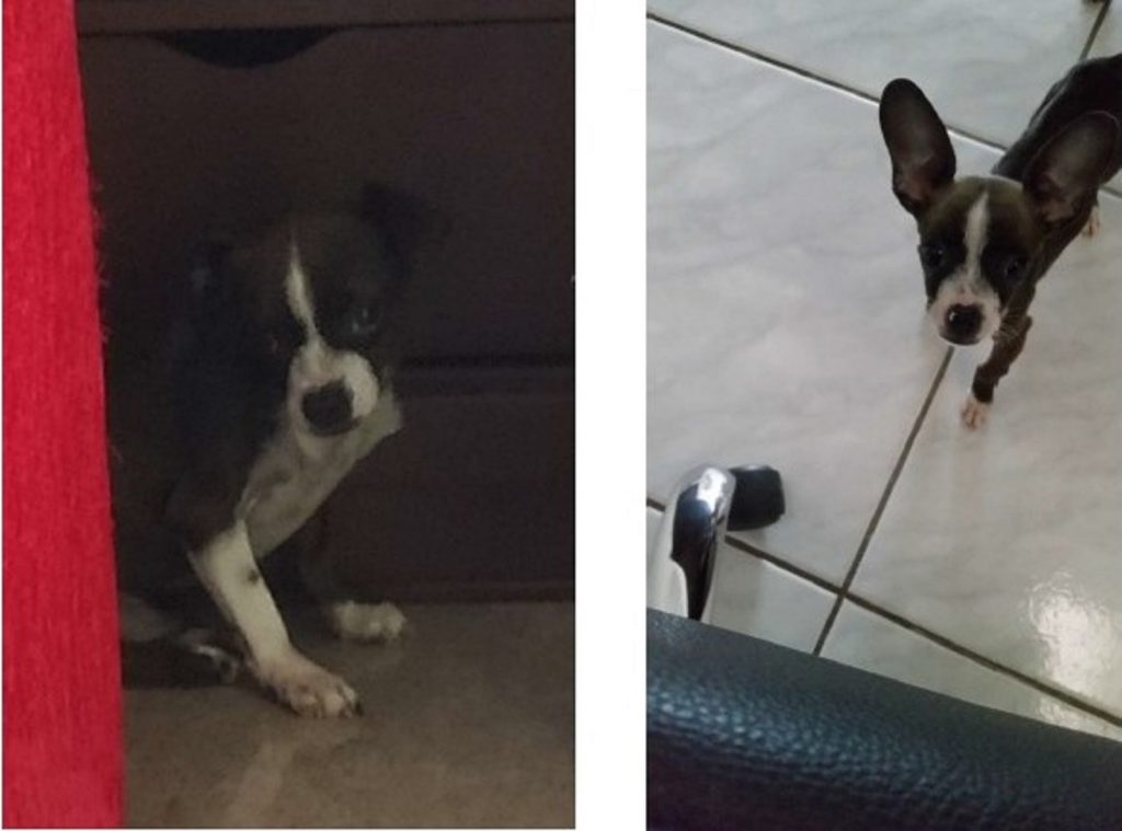 Cachorrinho sumiu no Tropical; oferece-se recompensa