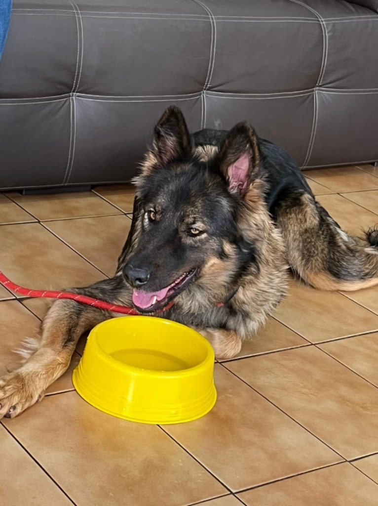 Cachorrinha é encontrada no Claudete