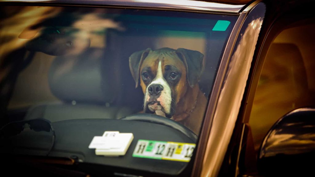 Quatro cães morrem trancados dentro de carro enquanto dona almoçava em restaurante