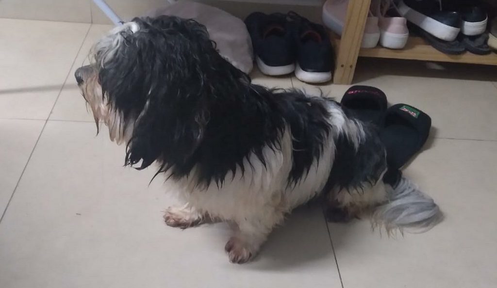 Internauta encontra cachorro perdido e tenta localizar o dono Internauta encontra cachorro perdido e tenta localizar o dono