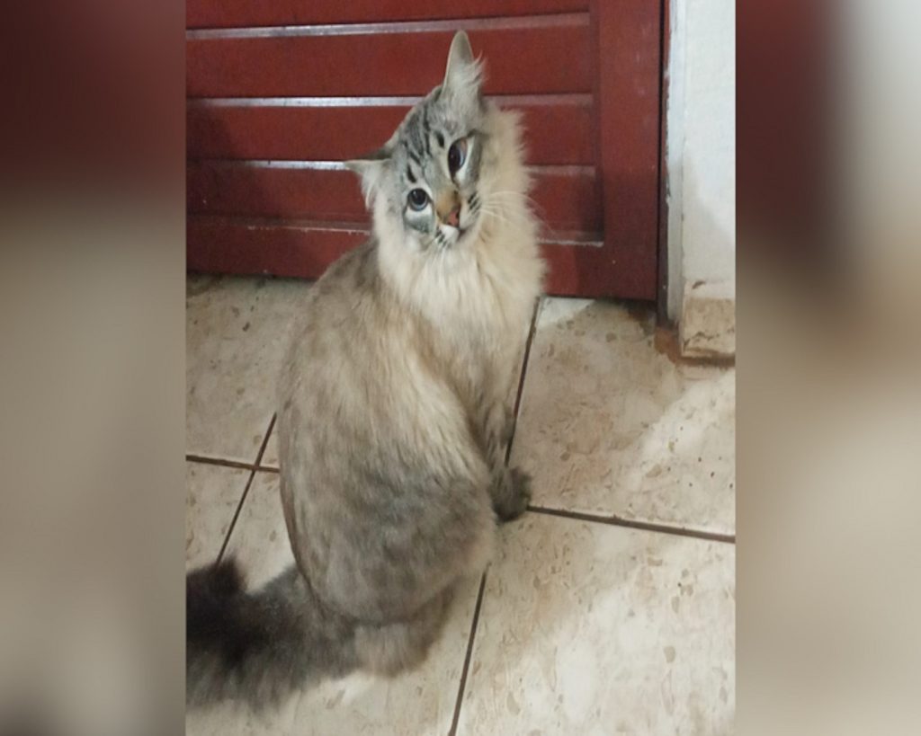 Internauta procura gato que sumiu no Bairro Guarujá Internauta procura gato que sumiu no Bairro Guarujá