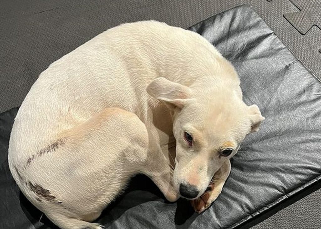 Internauta encontra cachorra perdida no Centro e tenta localizar o dono Internauta encontra cachorra perdida no Centro e tenta localizar o dono