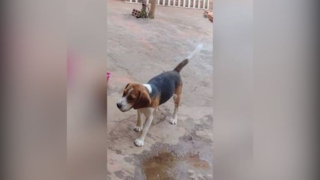 Internauta procura por “Lupi” que sumiu na região do Bairro Floresta Internauta procura por “Lupi” que sumiu na região do Bairro Floresta