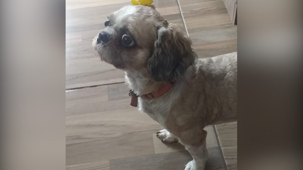 Internauta procura por cachorrinha que sumiu no Florais do Paraná Internauta procura por cachorrinha que sumiu no Florais do Paraná