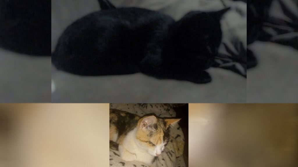 Internauta procura dois gatos que sumiram; um é o Chelsee e a outra é Pandora Internauta procura dois gatos que sumiram; um é o Chelsee e a outra é Pandora