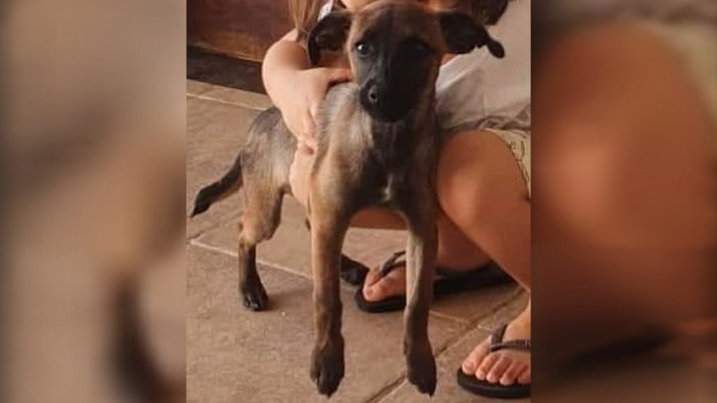 Internauta procura cachorrinha que sumiu no Bairro XIV de Novembro, em Cascavel Internauta procura cachorrinha que sumiu no Bairro XIV de Novembro, em Cascavel