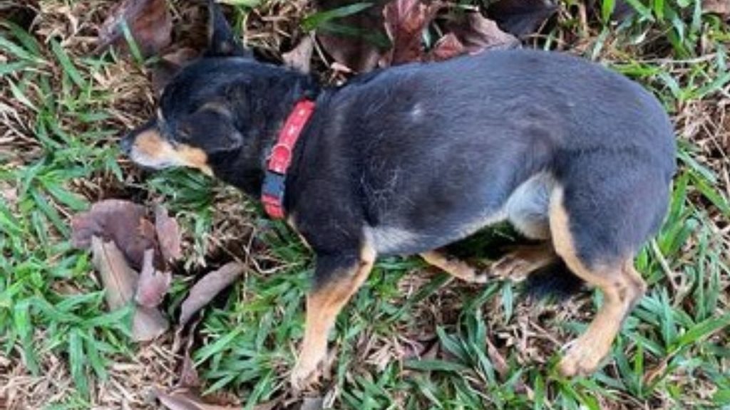 Cachorrinha com coleira é encontrada ferida e internauta procura pelos donos