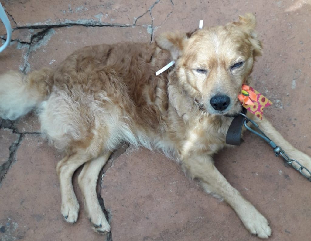 Internauta procura cachorro que sumiu no Bairro Santo Onofre Internauta procura cachorro que sumiu no Bairro Santo Onofre