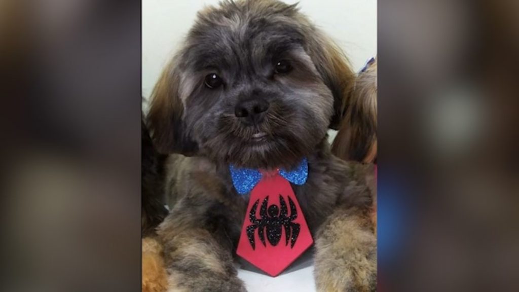 Você viu o Leon? Ele fugiu de casa no Bairro Pioneiros Catarinenses