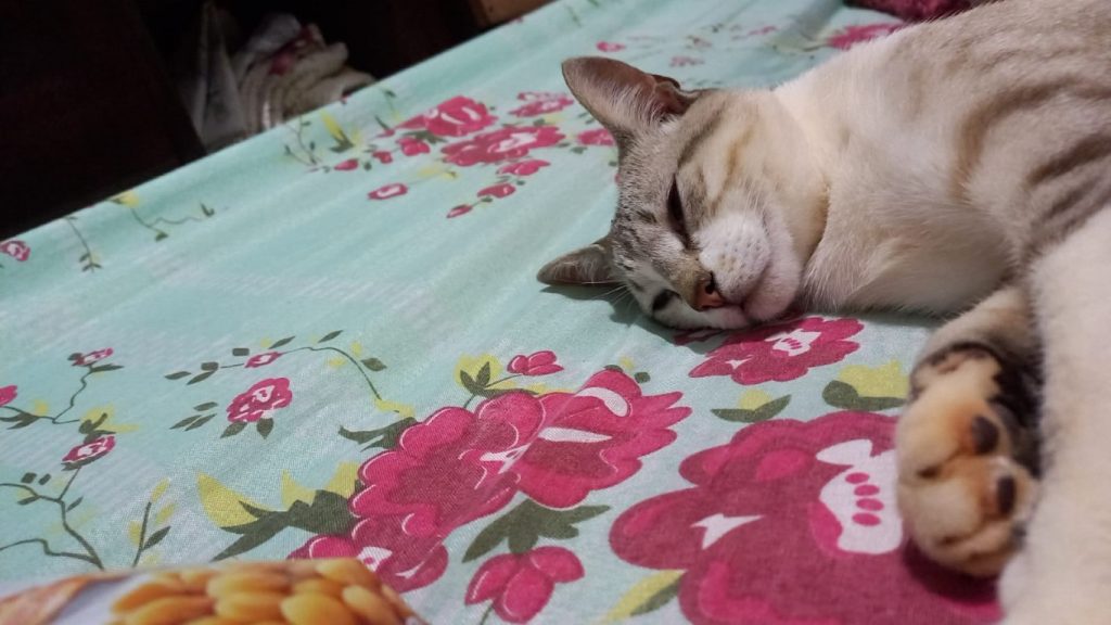 Gato “Alfredo” está perdido no Bairro Periolo