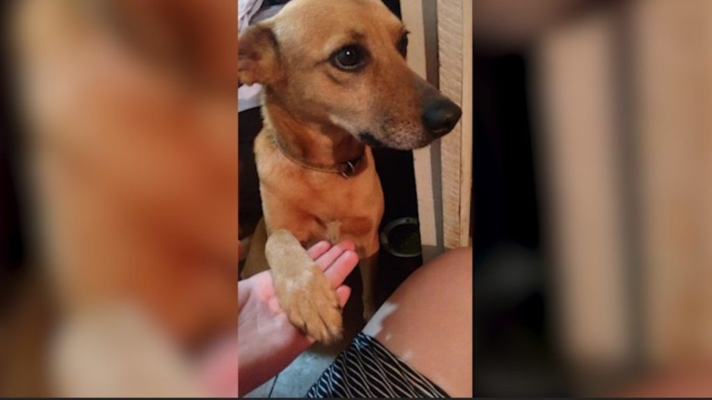 Cachorrinha “Laika” fugiu no Universitário