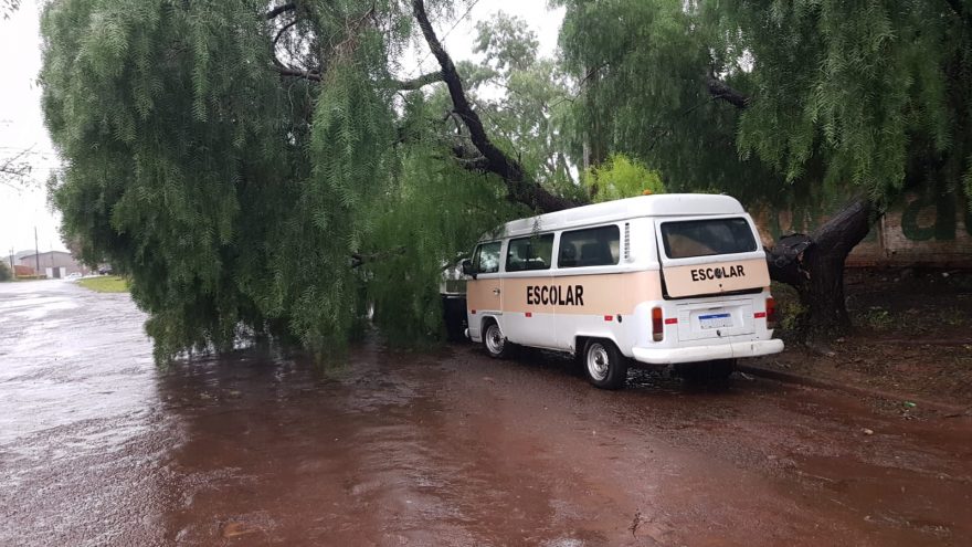 Árvore cai em cima de veículos no Bairro Brasília, em Cascavel