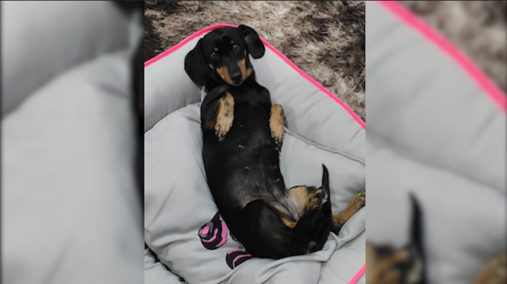 Cachorrinha Tica sumiu no Tropical