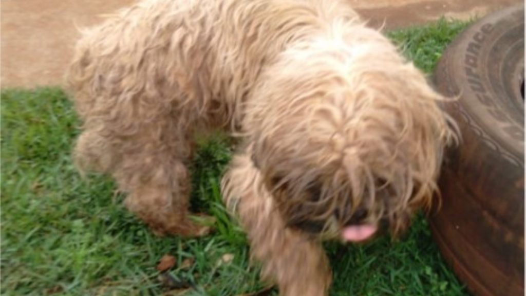 Cachorrinho perdido é encontrado no Conjunto Riviera
