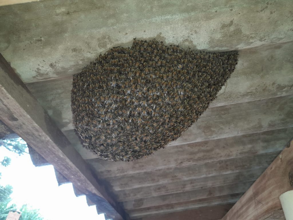 Defesa Civil resgata enxame de abelhas debilitado
