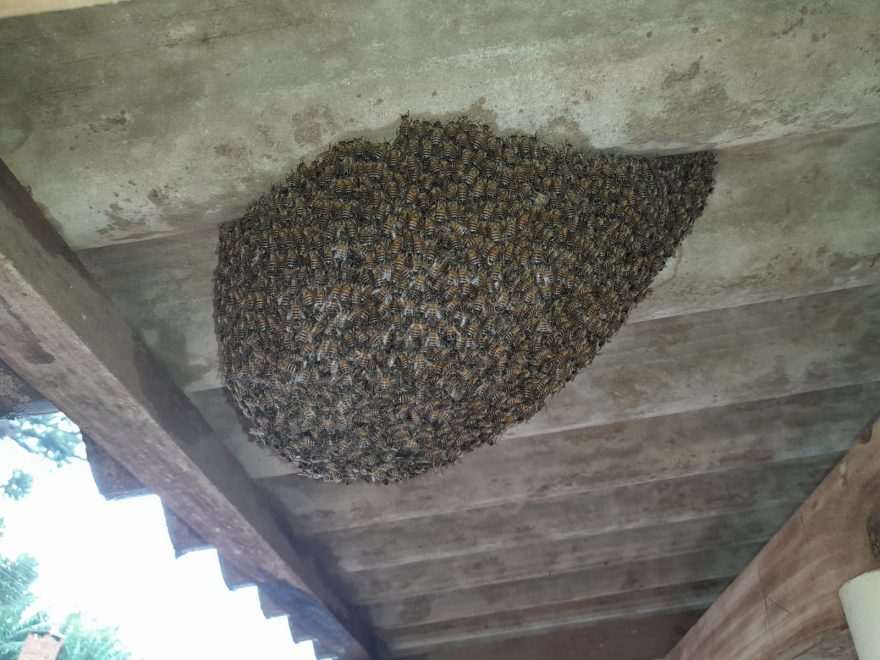 Defesa Civil resgata enxame de abelhas debilitado