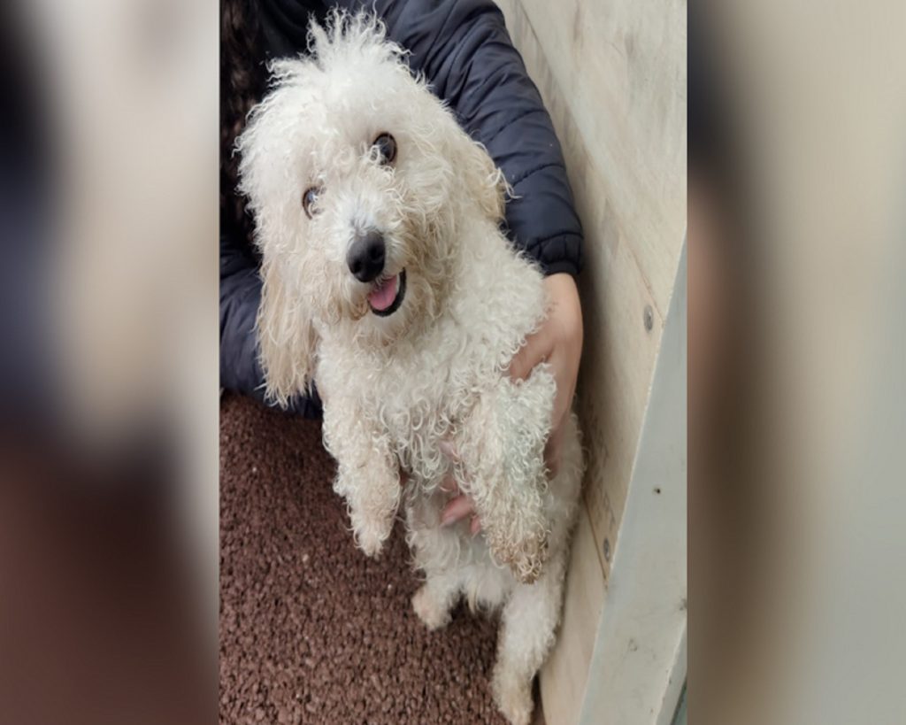 Internauta encontra cão perdido e tenta localizar o dono do animal Internauta encontra cão perdido e tenta localizar o dono do animal