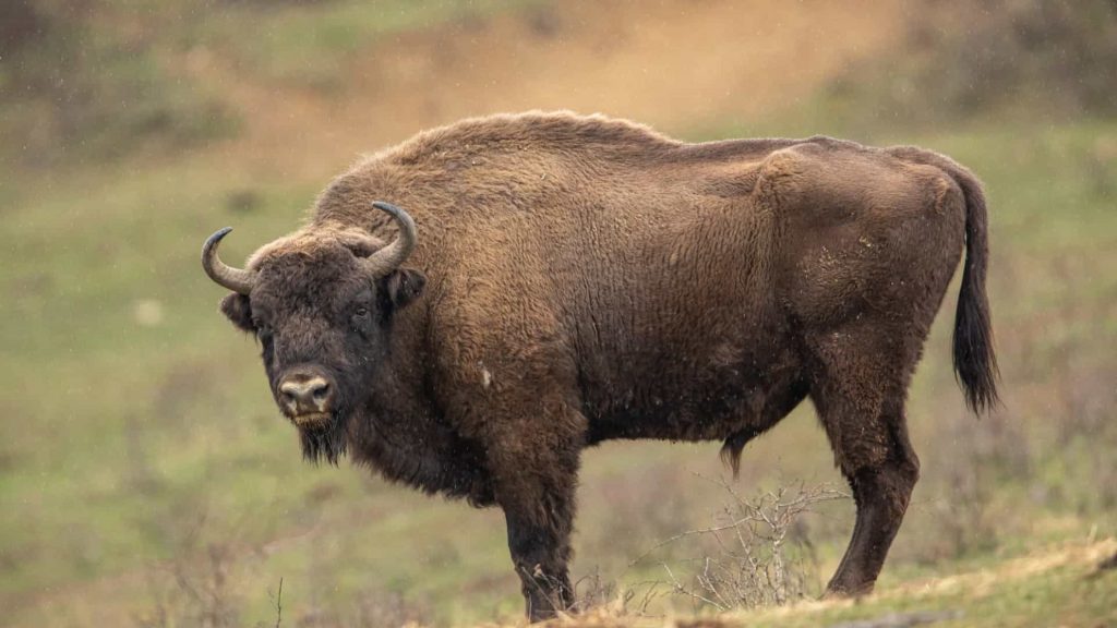 Mulher fica ferida ao ser atacada por Bisonte no Parque Nacional