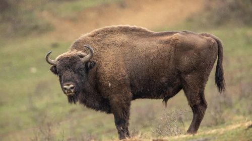 Imagem referente a Mulher fica ferida ao ser atacada por Bisonte no Parque Nacional