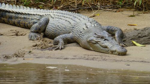 Imagem referente a Adolescente de 14 anos sobrevive a ataque de crocodilo dando socos para se libertar do animal