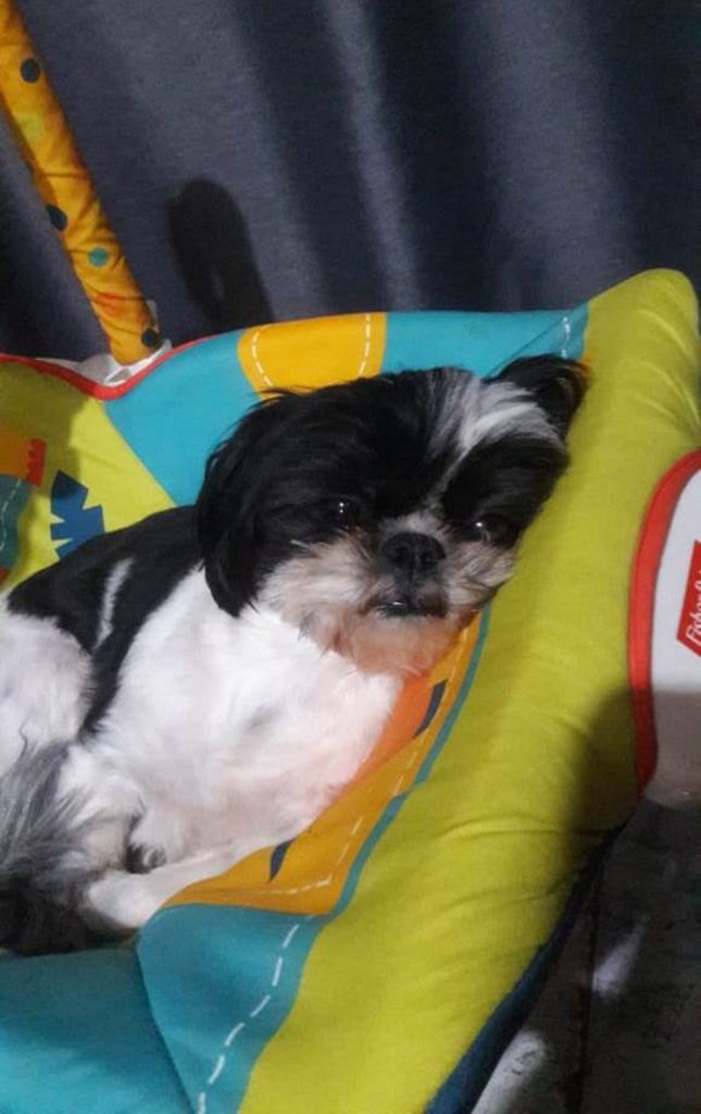 Cachorrinha Lua sumiu no Canadá