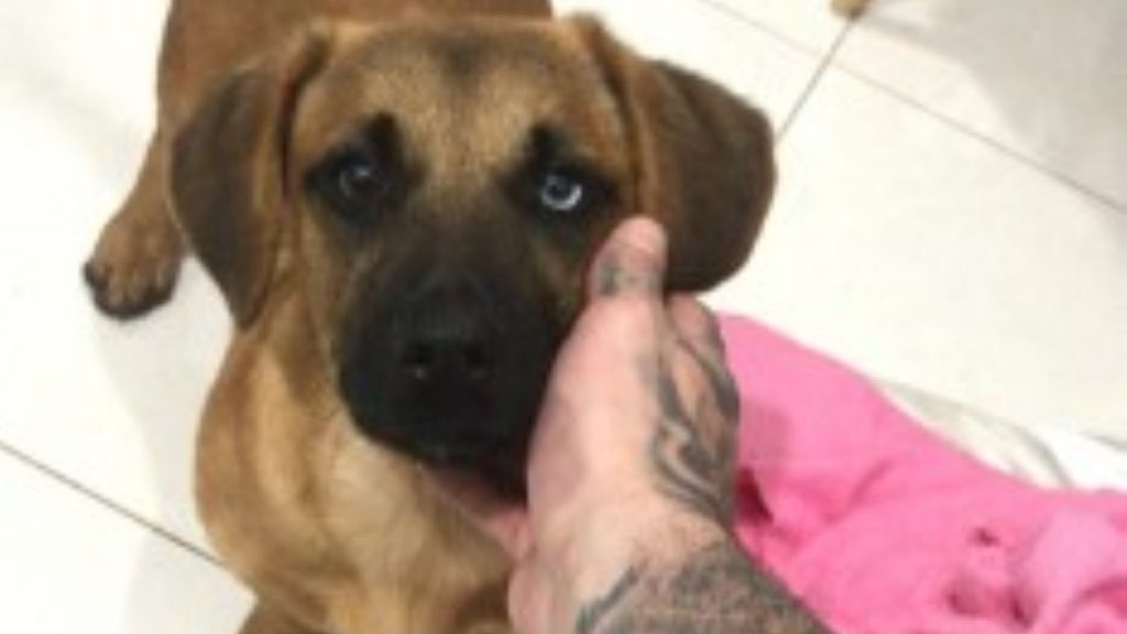 Cachorrinho perdido é encontrado, você sabe quem é o dono?