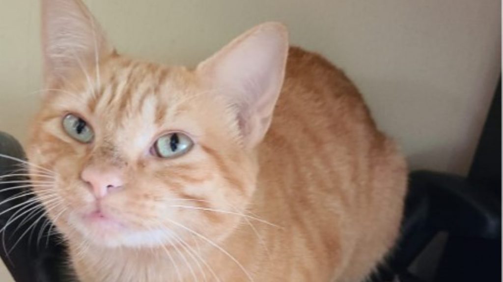 Gatinho “Fogueira” está perdido e donos pedem ajuda para encontrá-lo