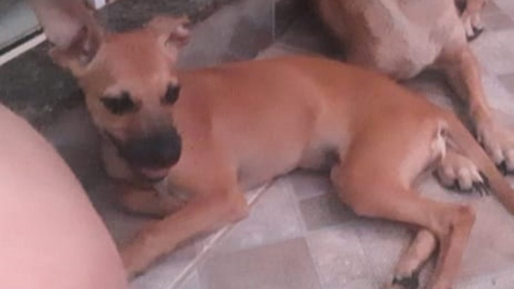 Cachorrinha Catarina está perdida na região Norte