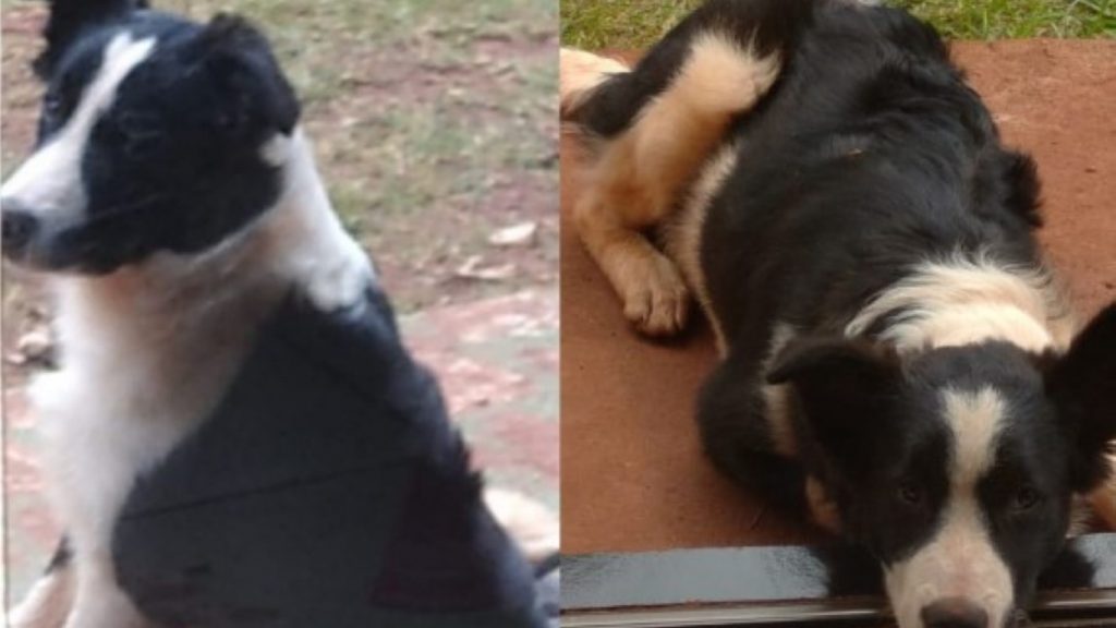 Cachorrinho desapareceu em Santa Tereza do Oeste, você viu?