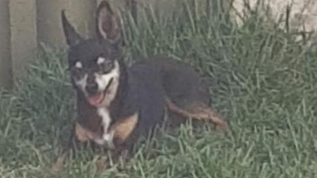 Cachorrinho que atende pelo nome de Yuri está perdido