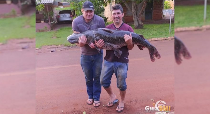 Surubim com mais de 40 kg é capturado por pescadores em Santa Helena