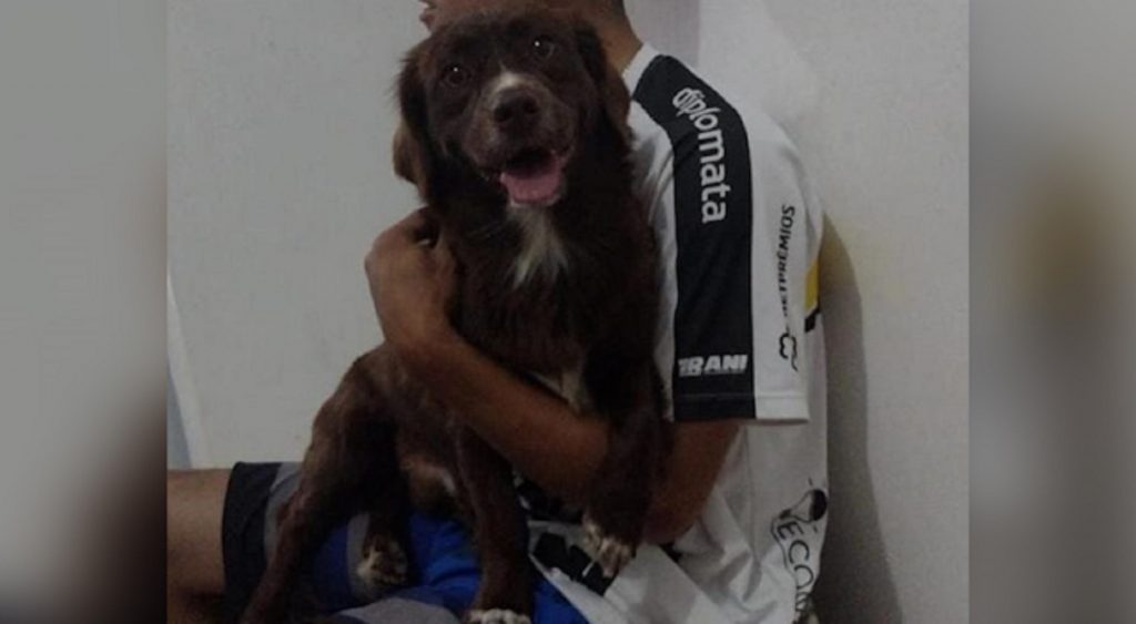 Internauta procura pelo “Toddy” que desapareceu no Bairro Pioneiros Catarinenses