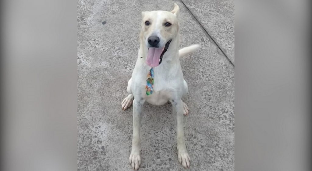 Internauta procura cachorro que desapareceu