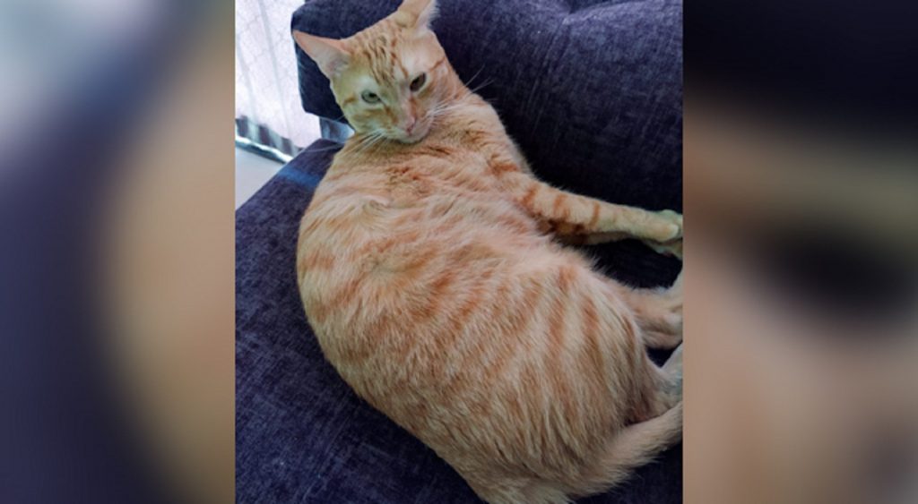 Internauta procura por gatinho que sumiu; ele atende pelo nome de “Alfredo”