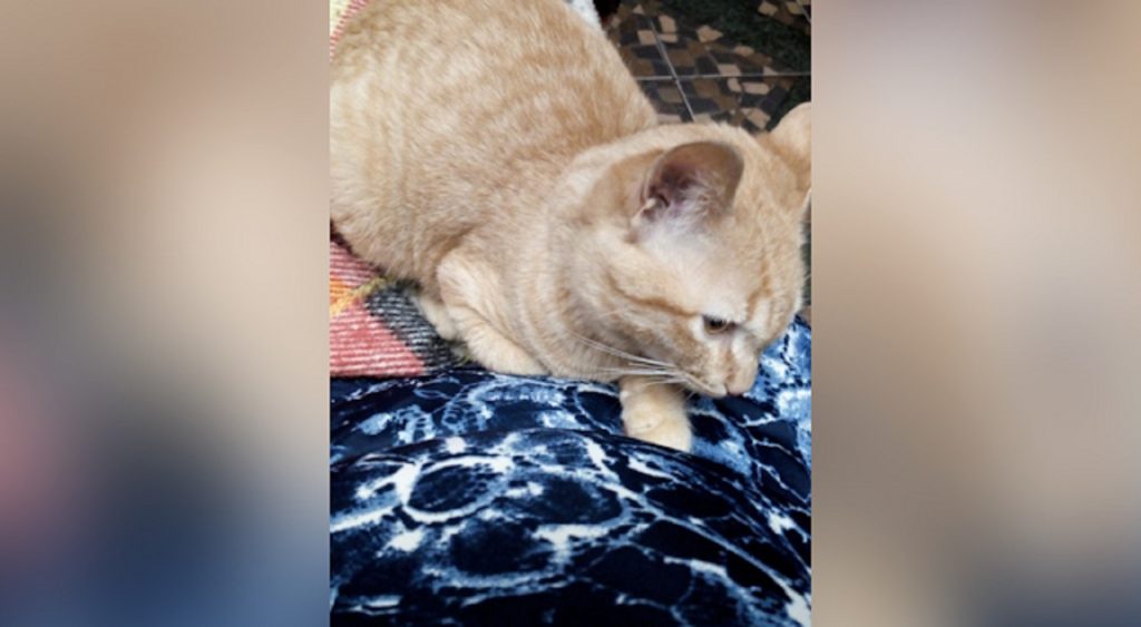 Internauta procura pelo gatinho “Lilo” que sumiu na região do Bairro Neva
