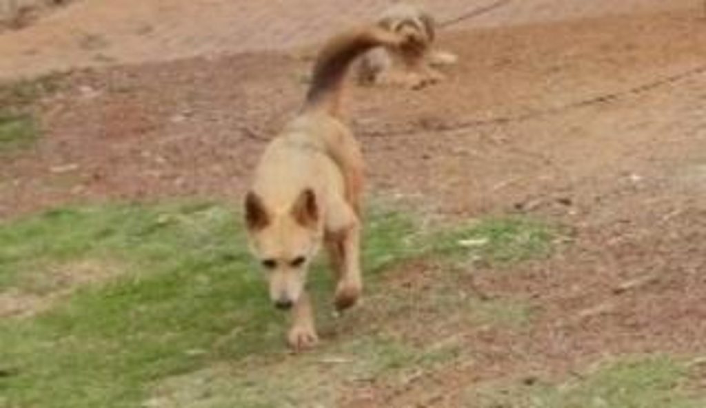 Cachorrinha desapareceu no Santa Felicidade